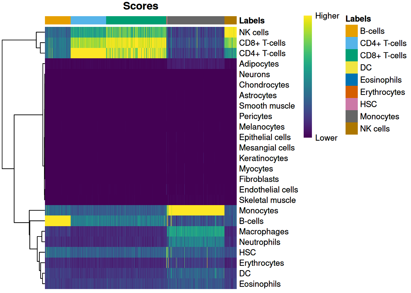 Heatmap of the assignment score for each cell (column) and label (row). Scores are shown before any fine-tuning and are normalized to [0, 1] within each cell.