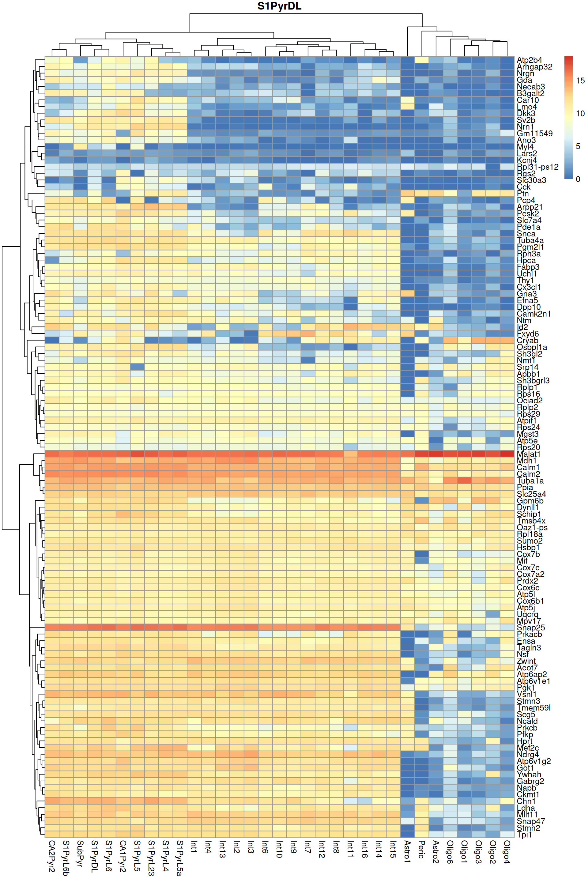 Heatmap of log-expression values in the Tasic dataset for all marker genes upregulated in the most frequent label from the Zeisel reference dataset.